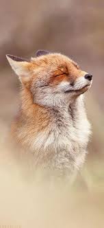 Pin By Serkan Burak Dinc On Sly Fox Animal Photography Wildlife Nature Animals Animal Photography
