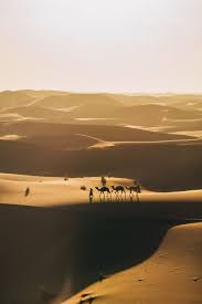 People riding on camel in desert, floor 1100x584px 431.91kb. The Painful Hangover Cool Pictures Morocco Landscape