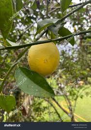 Image result for Rutaceae