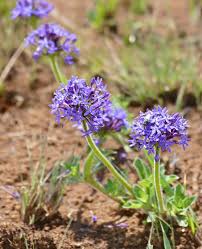 Image result for Pentanisia prunelloides