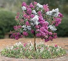 Since the crape myrtle trails of mckinney foundation formed in the late 1990s, we have contacted more than 100 wholesale growers and all major botanic gardens and research institutions where work has been conducted with crape myrtles, and this is a very good. Things In The Garden Grafting Plants Beautiful Landscaping Unique Gardens
