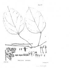 Image result for Triclisia