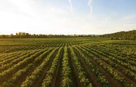 A number of plantations were set up by westerners and their companies at the early stages of the 18th and 19th centuries. What Is Plantation Agriculture Quora