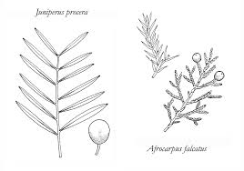 Image result for Commiphora fulvotomentosa