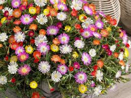 Image result for Delosperma spp.