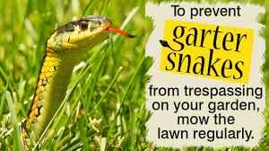 Snakes also prey on fish, insects, frogs, slugs, minnows and birds. Tips To Get Rid Of Garter Snakes Without Risking Anything At All Gardenerdy