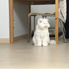 Pasti anda tak sabar untuk membesarkan mereka. Baru Bangun Tidur Dan Belum Makan Dunia Kucing Malaysia Facebook
