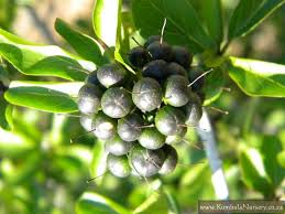 Image result for Ehretia rigida