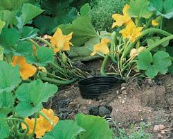 Squash plant