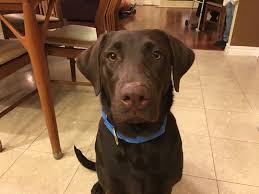 Chocolate Lab Puppy Overcomes Fear of Strangers | Dog Training: Dog Gone  Problems