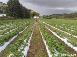 Stoloni de capsuni delicioase si rezistente, din soiuri diferite, ambalate la pachete mici, pentru gradinile familiale si gospodarii. Stoloni Capsuni Soiul Miss 2021 Curtea De Arges Casa Si Gradina Publi24 Ro