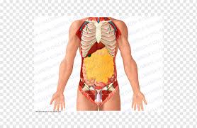 Human body anatomy female female anatomy muscle shoulder blade pain anatomy back muscles bones man female anatomy body muscles in a body female anatomy muscole shoulder concept muscular sysyem. Human Anatomy Organ Thorax Abdomen Abdomen Anatomy Swimwear Swimsuit Bottom Anatomy Png Pngwing