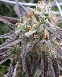 The ideal weed to relax after a long day of hard work. The 53 Best Weed Strains Honest Marijuana