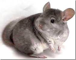 The black bear hamster aka the teddy bear hamster are the most popular with pet owners due to their docile. Which Small Animal Is The Best Pet For You Pethelpful