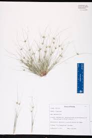 Image result for Bulbostylis sp.no.3