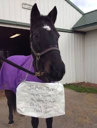 My Horse The Escape Artist Presented By Five Star Tack Funny Horse Memes Funny Horses Cute Horses