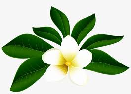 Tropical watercolor flowers & leaves, tropic bouquets clipart, hibiscus, pink, orange floral, bright green foliage, wedding invitation, png. Tropical Exotic Flower Png Clip Art Imageu200b Gallery Tropical Flowers Transparent Background Png Image Transparent Png Free Download On Seekpng