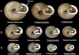 Image result for Tridactyle tricuspis