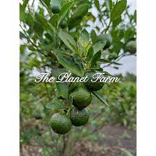 Tidak siapa menyangka dengan saiz yang kecil, buah limau kasturi sebenarnya mempunyai khasiat yang lebih tinggi dan lebih banyak berbanding sebiji epal hijau. Buy Limau Kasturi Calamansi Seetracker Malaysia