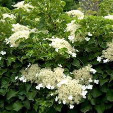 Space plants far enough from building foundations, walls, and decks so that the growing foliage won't crowd the structure. Hydrangea Anomala Petiolaris White Flower Farm