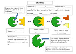 Image Result For Enzyme Worksheet Biology Activity Biology Lessons Ap Biology