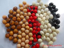 Image result for Abrus melanospermus