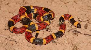 Texas Coral Snake Micrurus Tener Coral Snake Snake Sea Snake