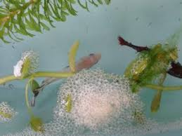 Chances are, however, when you brought your betta home in a cup from a pet store, you had no idea. Betta Growth From Birth Fish Care