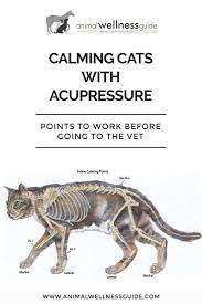 Calming Cats With Acupressure Animal Wellness Guide Calming Cat Animal Acupressure Acupressure