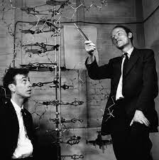 It is the story of how james watson, francis crick, rosalind franklin and maurice wilkens came to discover the double helix in dna. The Double Helix Review Twists In The Tale Of The Great Dna Discovery The New York Times