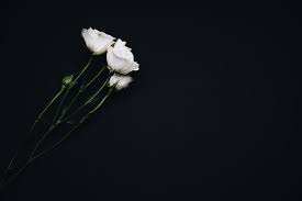 White backdrop for wedding white rose and hydrangea silk flower wall decor arrangement wedding photography backdrop 40*60cm. White Flowers On Black Background Nohat Free For Designer
