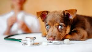 Welpen können ab der 12. Geben Sie Ihrem Welpen Den Besten Schutz Fur Einen Perfekten Start Ins Leben