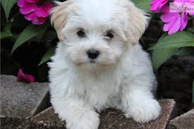 Pin By Katherine Sundar On Havanese Obsession Havanese Puppies For Sale Havanese Puppies Maltese Puppies For Sale