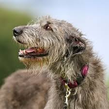 We did not find results for: Irish Wolfhound Pdsa