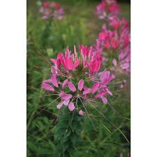 I suppose that you could raise others some distance away. Cleome Cherry Queen