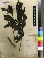 Image result for Leptactina involucrata