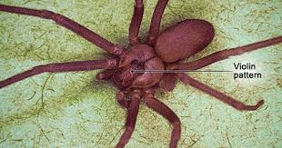 brown recluse spiders are notable for their characteristic violin pattern on the brown recluse spider brown recluse spider bites