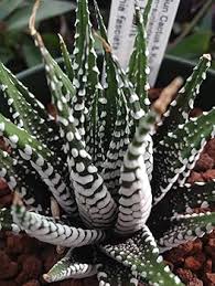 Image result for Habenaria attenuata