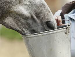 The only way to save the king is if someone shoots the horse in the head, burns the poisoned shirt, and takes three drops of blood from the right breast of the new queen. Horse Buckets And Feeders The 1 Resource For Horse Farms Stables And Riding Instructors Stable Management
