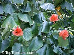 Image result for Hibiscus tiliaceus