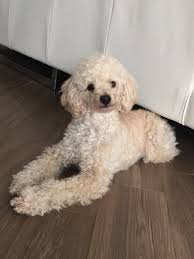 Black And White Parti Toy Poodle Hello Long Legs Poodle Haircut Toy Poodle Poodle