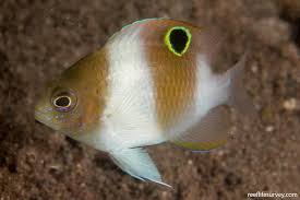 Image result for Polysphaeria dischistocalyx