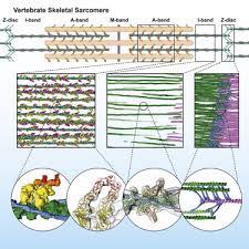 Color the actin binding sites using a dark color. The Molecular Basis For Sarcomere Organization In Vertebrate Skeletal Muscle Sciencedirect