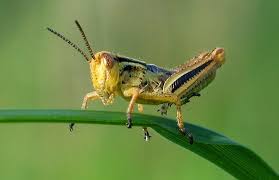 Rainbow grasshopper bugeric 31 8. Two Striped Grasshopper Nymph Photograph By Robin Mcleod