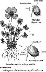 Image result for Marsileaceae