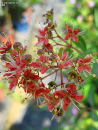 Image result for Lawsonia