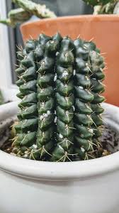 Making statements based on opinion; How To Get Rid Of Mealybugs On Your Cactus And Prevent Them From Coming Back Potted Pixie