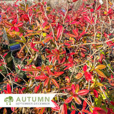 Image result for Berberis julianae