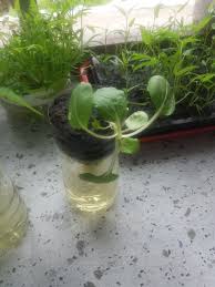 Biasanya, petani menggunakan 1 inch atau sekitar 2,5 cm kubus rockwool untuk memulai benih. Hidup Matiku Tanam Sayur Secara Hidroponik