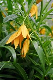 Image result for Littonia modesta